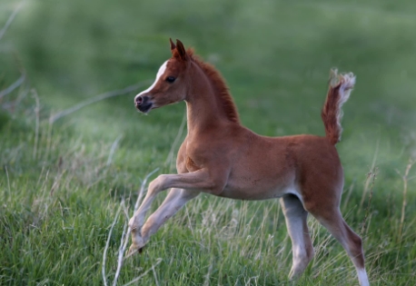 arabian horse foal