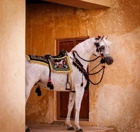 arabian horse equipment