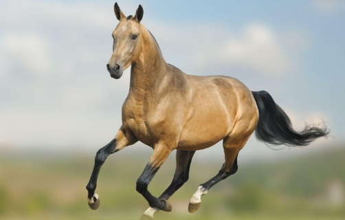 arabian horse gold