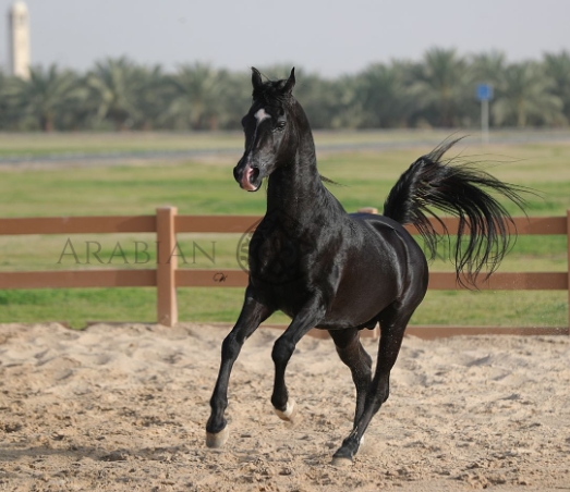 arabian horse black stallion