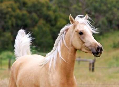 arabian horse palomino