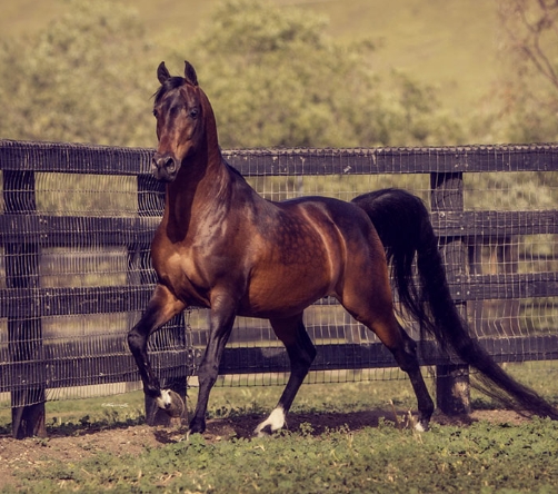 arabian horse ranch near me