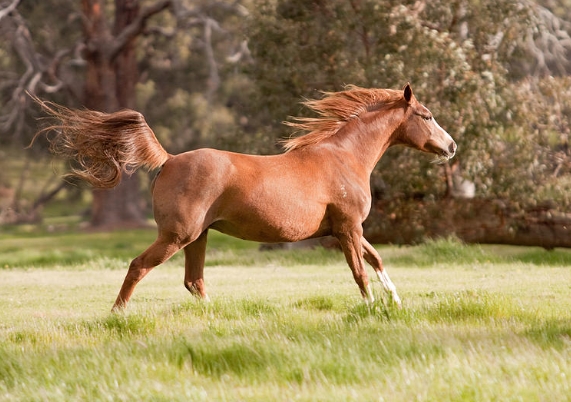 arabian horse running