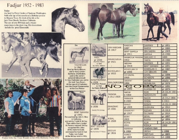 arabian horse pedigree