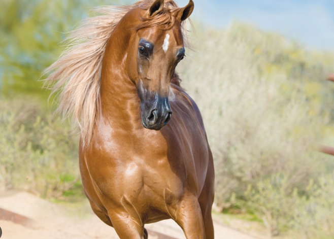 arabian horse stallion