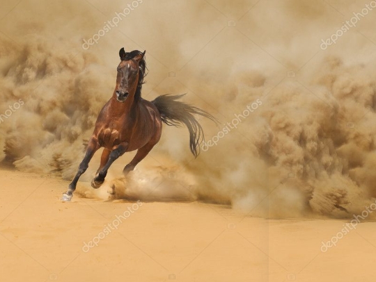 arabian horses running in the desert