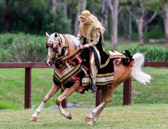 arabian horse traditional costume