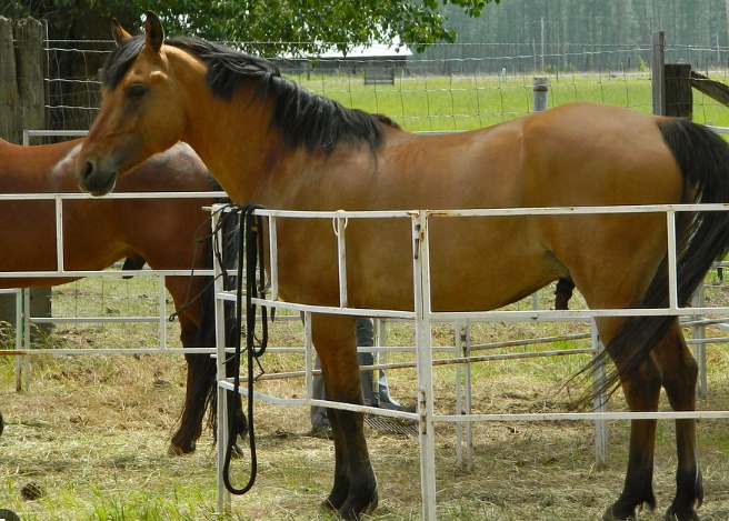 arabian mustang cross