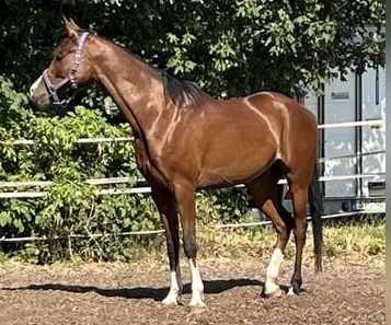 arabian lines geldings for sale