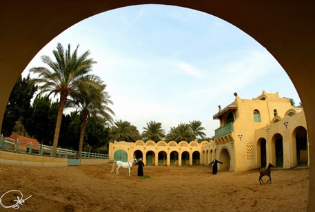 arabian horse stable