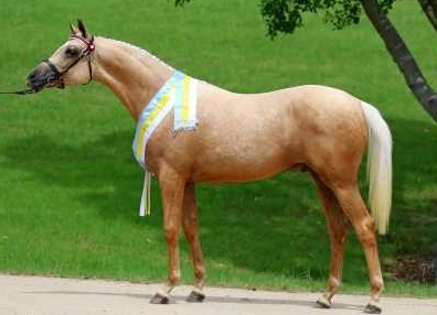 arabian horses for sale gumtree