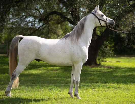 arabian horse white price