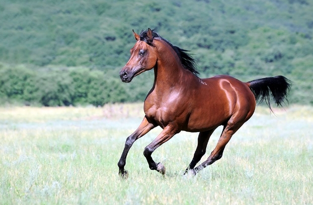 arabian horse website