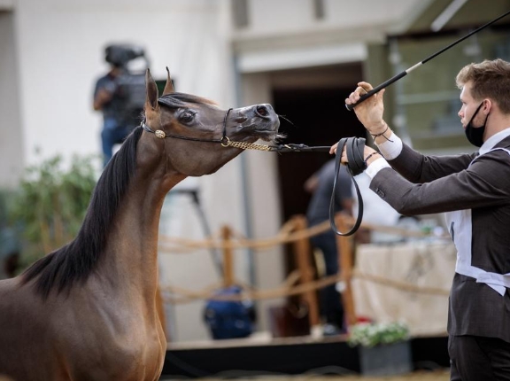 arabian horse show 2021