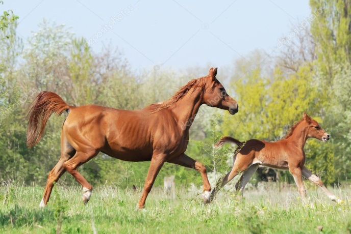 arabian mare and foal