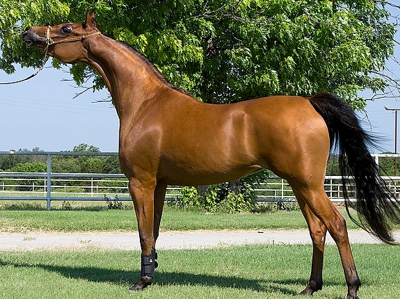 arabian mustang