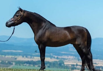 arabian mini horse