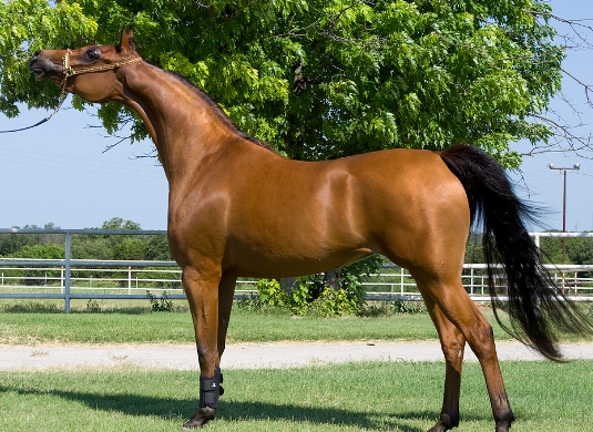 arabian lines geldings