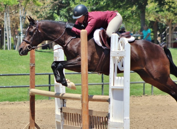 arabian hunter horse