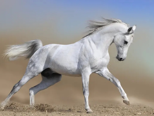 arabian horse white