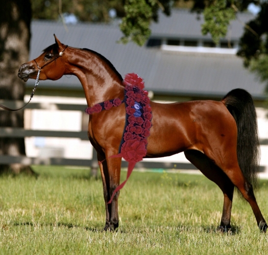 arabian horse stud