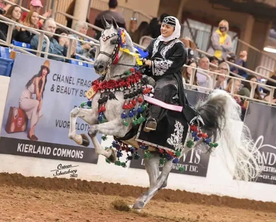 arabian horse show westworld