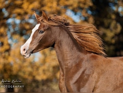 arabian horse sales online