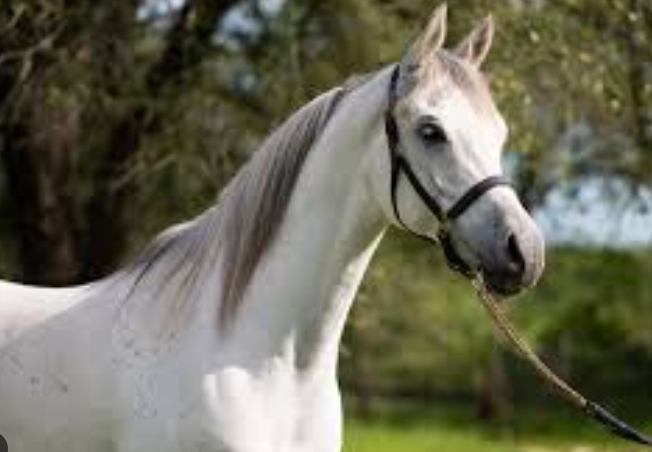 arabian mare