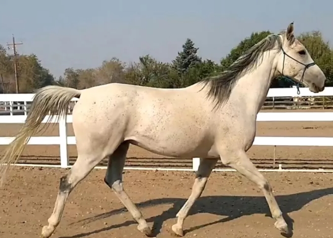 arabian horse shoes