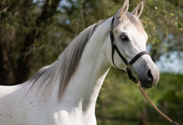 arabian horse used for