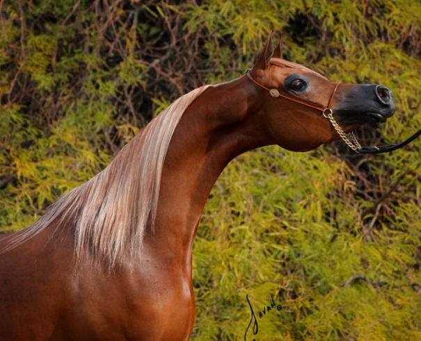 arabian horse near me