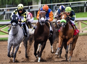 arabian horse race