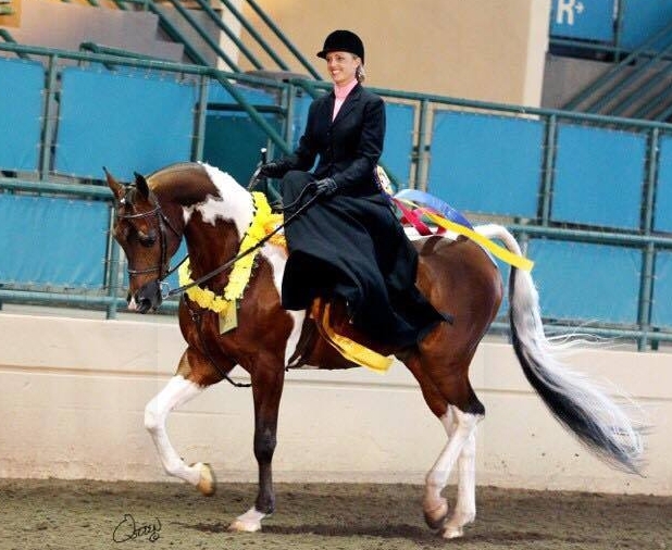 arabian horse training