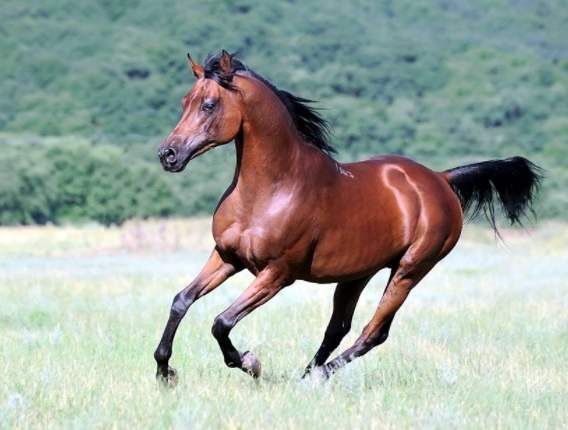 arabian horse purebred