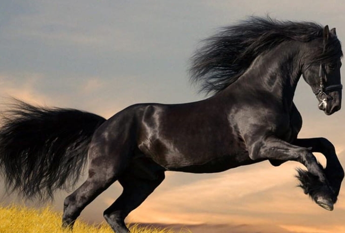 arabian horse cost