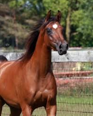 arabian show horse for sale