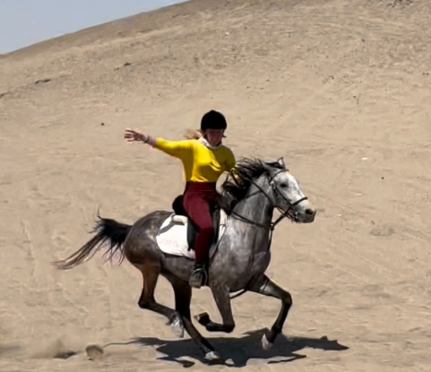 arabian trail horse