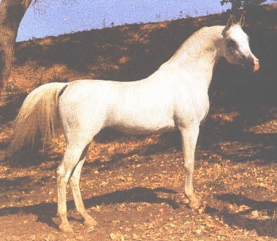 aramus arabian stallion