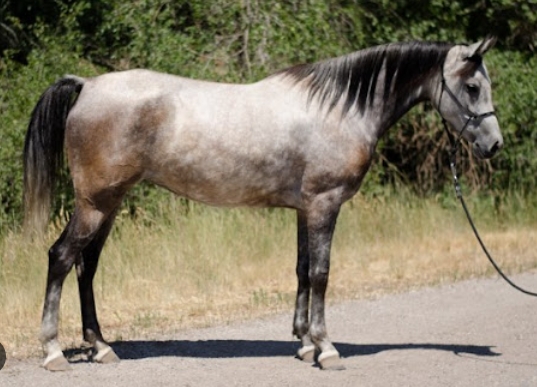 arabian trail horse for sale