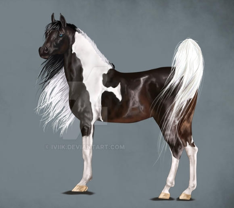 arabian pinto