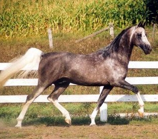 arabian saddlebred cross for sale