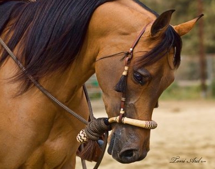 arabian show bit