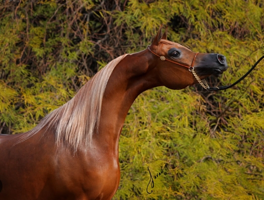 arabian western horses for sale