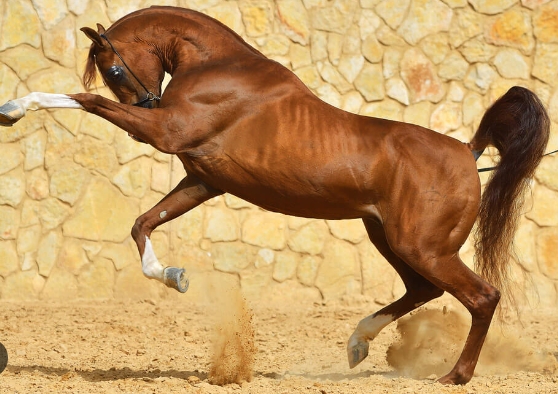 arabian thoroughbred horse price