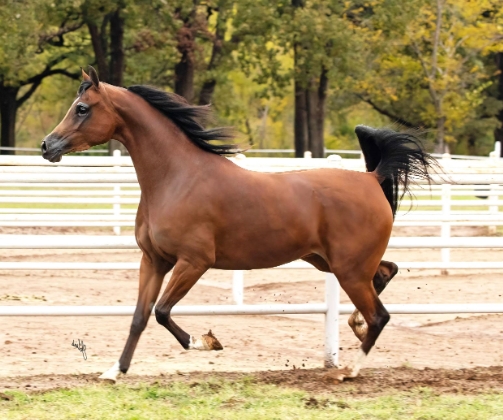 arabian park horse for sale