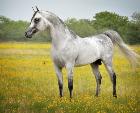 arabian thoroughbred for sale