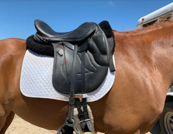 arabian saddle company solstice used