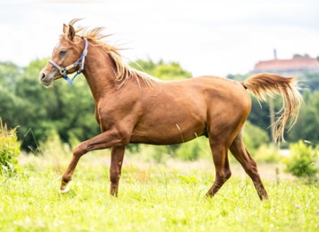 arabian race horse price