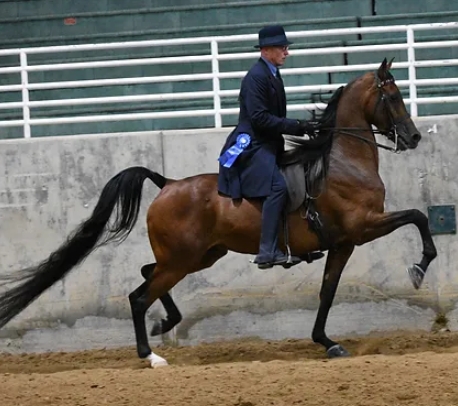 arabian park horse