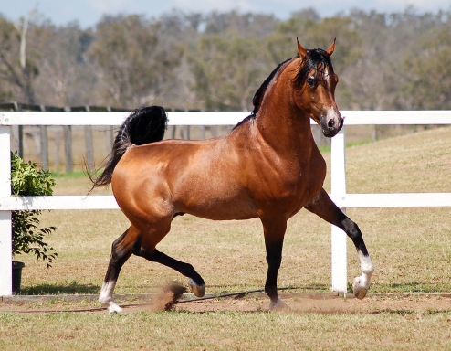 bay arabian horse